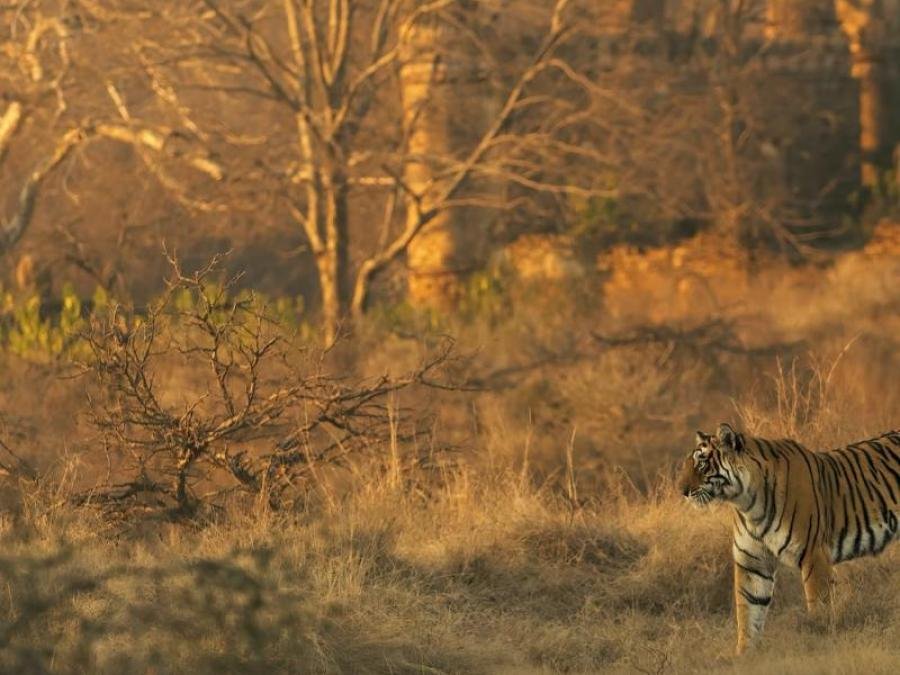 Majestic Rajasthan Tour Package